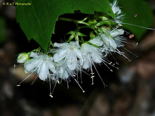 {Hydrophyllum canadense}